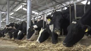 300.000 de euro, ajutor de la stat pentru fermieri. Agricultorii spun că sunt insuficienţi pentru a-i face să reducă preţurile la carne, lapte sau ouă