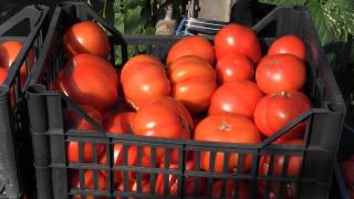 Românii se plâng că roșia românească devine o amintire, dar puțini stiu motivul: "Plantele se îmbolnăvesc"