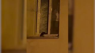 Șobolanii s-au adunat în cartierele de lux din București. S-au găsit și vinovații: cei care hrănesc porumbeii