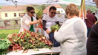 Sute de kilograme de rubarbă, cumpărate de turiști în curtea Bisericii Evanghelice din Saschiz