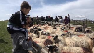 Tradiţia menită să-i readucă pe tineri acasă, la păzitul oilor: "Continuă ceea ce au început străbunicii lor"
