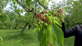 Cireşele de mai vor fi o raritate pe tarabe. Cât ar putea costa primele fructe româneşti din an