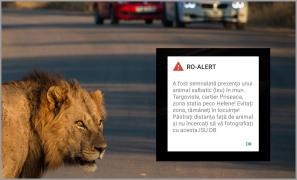 Un leu umblă liber pe străzile din Târgovişte. Autorităţile au emis avertizări RO-ALERT: "Nu încercaţi să vă fotografiaţi cu acesta"