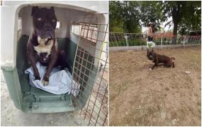 Scos dintr-o canalizare din Eforie Sud, un căţel orb din rasa Pitbull îşi arată recunoştinţa salvatorilor săi, aşa cum poate