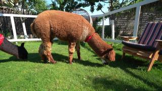 Copiii din Bucureşti, relaxare la fermele de lângă oraş. Cât plătesc părinţii pentru o şedinţă de terapie cu alpaca