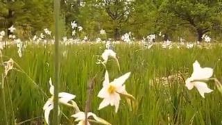 Cea mai mare poiană cu narcise din Europa şi-a redeschis porţile. Festivalul de la Dumbrava Vadului revine după 2 ani