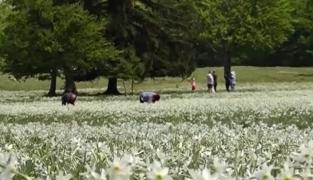 Colțul de rai din satul Vad care atrage, în fiecare mai, turiști din toate colțurile țării. Zona este rezervație naturală