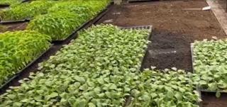 Cu răsadurile prin curier: Din serele Staţiunii de Cercetare Legumicolă din Buzău, în toată ţara