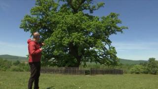 Comoara de lângă Braşov: Cel mai bătrân stejar din România. Are o vârstă impresionantă şi sute de poveşti