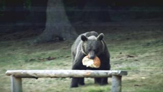 13 urşi din Covasna vor fi împuşcaţi. Localnicii s-au plâns că le distrug gospodăriile şi le ucid animalele