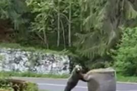 Un urs săritor le-a dat "o mână de ajutor" organizatorilor raliului Argeş. A făcut spectacol pe şosea