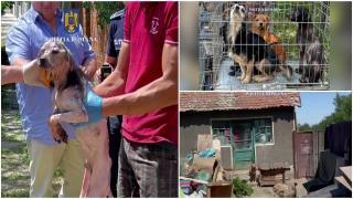 96 de câini ţinuţi în condiţii insalubre, ridicaţi de autorităţile din Arad. Stăpâna patrupedelor a fost sancţionată cu 22.000 lei