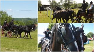 Cei mai valoroşi cai din România s-au întrecut la Beclean, în Bistriţa Năsăud. Cât costă un lipiţan negru