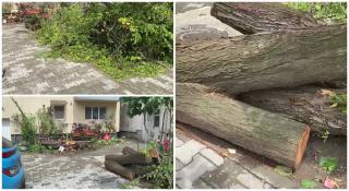 Trei fetiţe din Timişoara, la un pas de tragedie. Au fost prinse sub un copac prăbuşit din senin