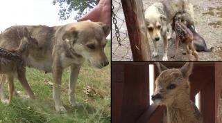 Pui de căprioară salvat de la moarte sigură de o cățelușă, care l-a adoptat și l-a hrănit