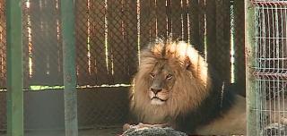 Panică la Grădina Zoologică din Târgu-Mureș. Vizitatorii au fost evacuați de urgență și duși la adăpost