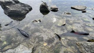 Războiul din Ucraina ucide delfinii: scene îngrozitoare pe ţărmul românesc. Biologii trag un semnal de alarmă: "Fără delfini, Marea Neagră nu va mai fi sănătoasă"