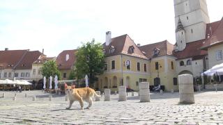 Sibiul, invadat de pisicile comunitare. "Nu poţi să stai să alergi după ele pe terasă"