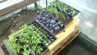 Doi elevi din Galaţi au creat un solar complet automatizat. Apa folosită la irigat provine dintr-un bazin cu pești