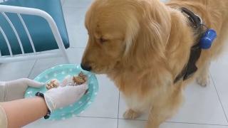 Căţeii răsfăţaţi din Dubai au acum o cafenea: Patrupezii pot savura torturi şi prăjiturele, dar şi preparate din legume şi carne