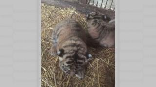 Doi pui de tigru, noile vedete ale Grădinii Zoologice din Piteşti
