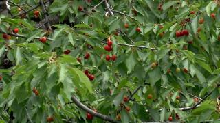 Cireşele care costau 200 lei kilogramul în mai se vând acum aproape gratis. Care este explicaţia