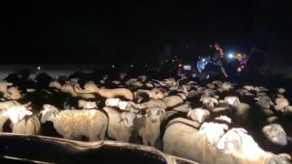 Dezastru pe o șosea din Prahova, după ce un TIR plin cu oi s-a răsturnat. O sută de animale au murit, alte câteva zeci au fost rănite