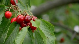 Fermierii dau acum cireşele aproape gratis de la 120 de lei kg în mai. Condiţia impusă însă de producători