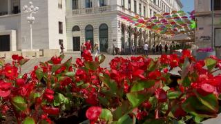 Primăria Timişoarei face economie la flori. Panseluţele, considerate prea scumpe: cu ce au fost înlocuite