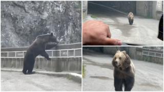 "Luminița de la capătul tunelului nu e mereu ok". Doi urşi au ieşit alergând dintr-un tunel de pe Transfăgărăşan