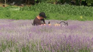 Colţ de Rai cu parfum de lavandă, în România. Secretele relaxării, dezvăluite turiştilor în mijlocul peisajelor ca-n Provence