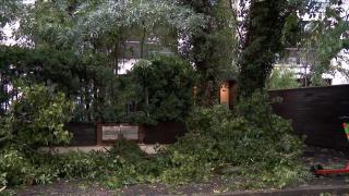 Pagube și avarii mari, după o furtună de Cod roșu în București. Un copac din curtea sediului PNL a căzut peste mai multe mașini parcate