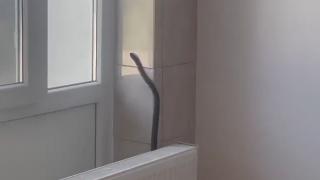 Invazie de şerpi în Olt. O reptilă, filmată cum se urcă pe perete la spitalul din Balş. Fenomenul e din ce în ce mai frecvent în România