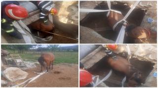 Misiune dificilă: Un cal a fost salvat dintr-o groapă de pompierii tulceni