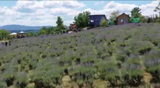 S-a deschis sezonul pozelor în lavandă. Agricultorii şi-au deschis porţile pentru turiştii care vor să se bucure de parfumul florilor