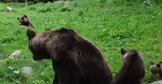 Experienţă inedită în Harghita. Turiştii pot urmări urşii în mediul lo natural, doar de la câţiva metri distanţă