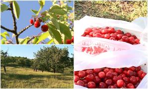 Livada din România în care plăteşti 10 lei la intrare şi poţi mânca câte cireşe doreşti