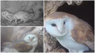 Două bufniţe au făcut senzaţie pe internet. Cum au fost surprinse acestea de către un bărbat din Marea Britanie