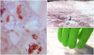 ''Zăpadă sângerie'', vestitoarea dezastrului. Cercetătorii caută o soluție pentru a încetini efectele ireversibile