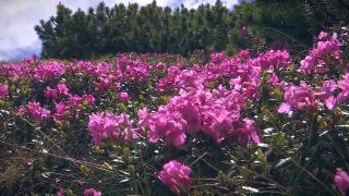 Splendoare și culoare în munții Călimani, unde a înflorit bujorul de munte: "E o plăcere să-i vezi în perioada asta"