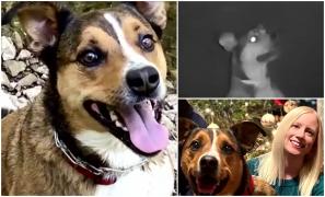 Dorul l-a făcut să evadeze din hotelul pentru animale. Momentul în care căţelul bate de zor la uşa casei din SUA