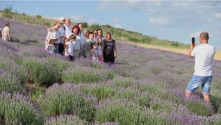 Blumfest, festivalul lavandei din Cluj. Cât costă un bilet pentru o evadare la "marea violet"