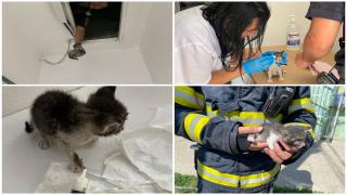 Pui de pisică, rămas captiv într-un tavan fals, salvat de pompierii din Timiş. Acum i se caută stăpân