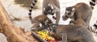 "Le mai facem îngheţată". Meniu de caniculă pentru animalele de la Grădina Zoologică din Oradea