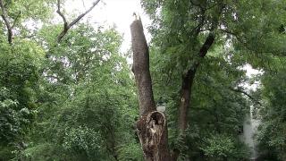 Copacii uscaţi sau putreziţi, pericol pentru bucureşteni. Prefectul Capitalei a cerut primăriilor să găsească urgent soluţii