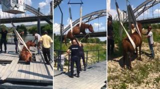 Căluț luat pe sus cu macaraua, după ce a rămas blocat într-un ponton, în Alba Iulia