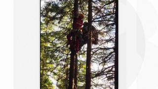 Un parapantist a rămas agăţat într-un copac, la zeci de metri înălţime, în Munţii Retezat