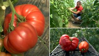 Leguma uriașă cu care Laurențiu a dat lovitura. Cântărește peste 1 kilogram și a adus-o din Italia