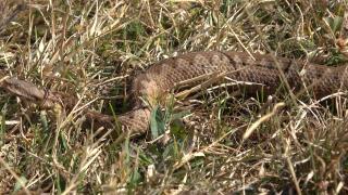 Ce trebuie să faci și ce să nu faci dacă eşti muşcat de o viperă. Măsuri de prim ajutor