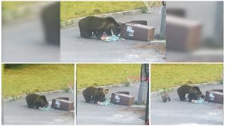 Panică în staţiunea Buşteni. O ursoaică cu pui a fost văzută în timp ce scormonea în tomberonul din faţa unei case